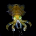 squid_reef_bigfin_bb_v_1373_alo3462.jpg